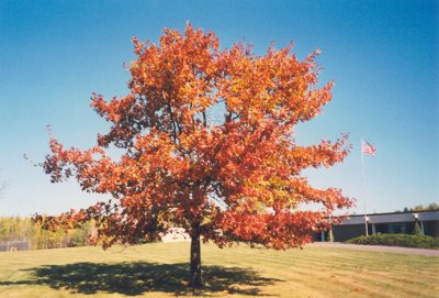 Red Oak Tree