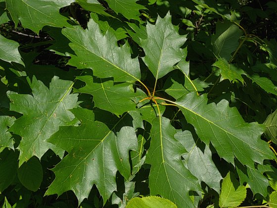 Red Oak Tree Leaves