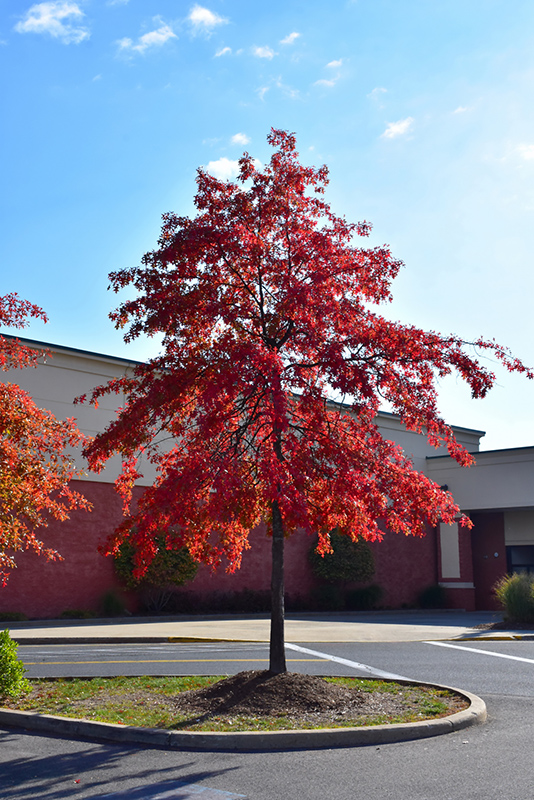 Pin Oak Tree
