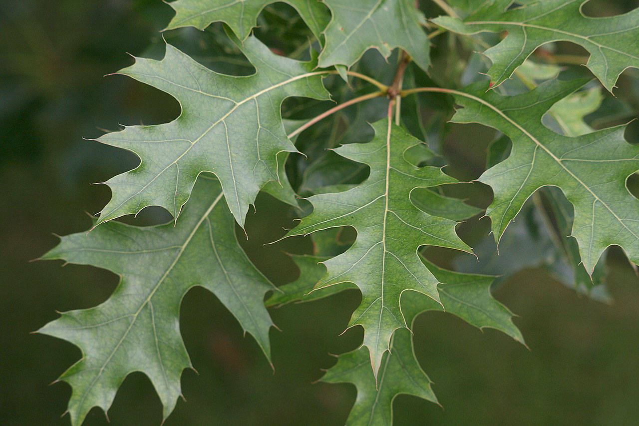 Pin Oak Tree Leaves