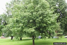 American hop hornbeam tree