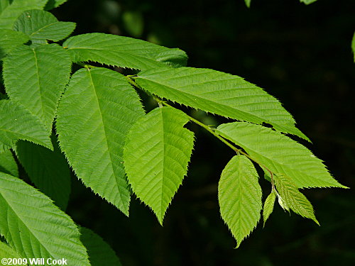American hop hornbeam leaves