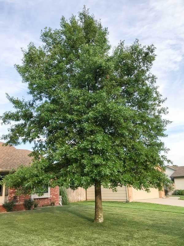 Shumard Oak