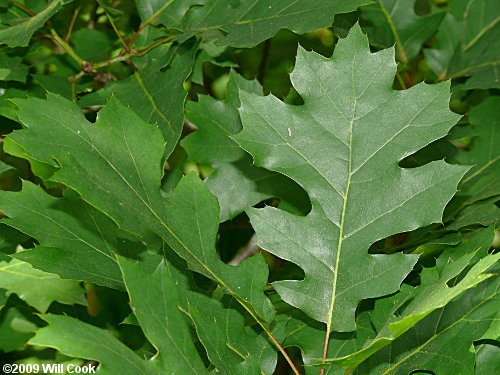 Shumard Oak leaves