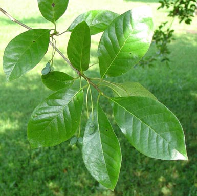 Black Gum Leaves